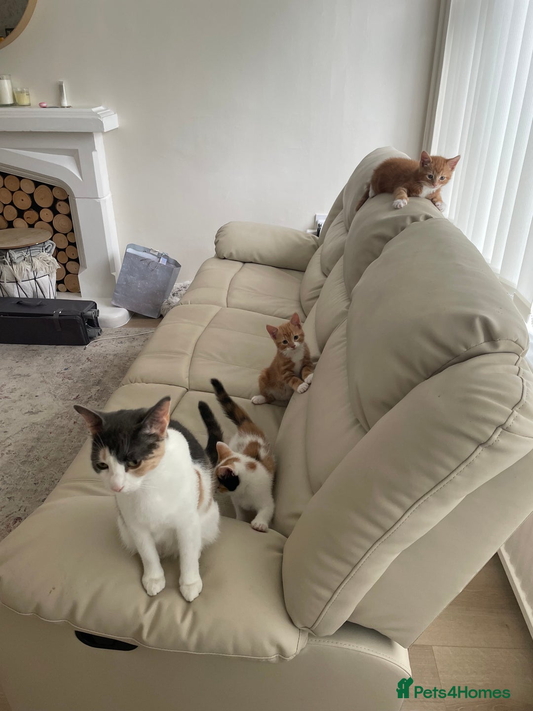 Mixed Breed cats for sale: Ginger boy - Image 7
