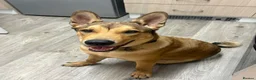 Mixed Breed dogs for sale: 8 month old pup  - Advert 2