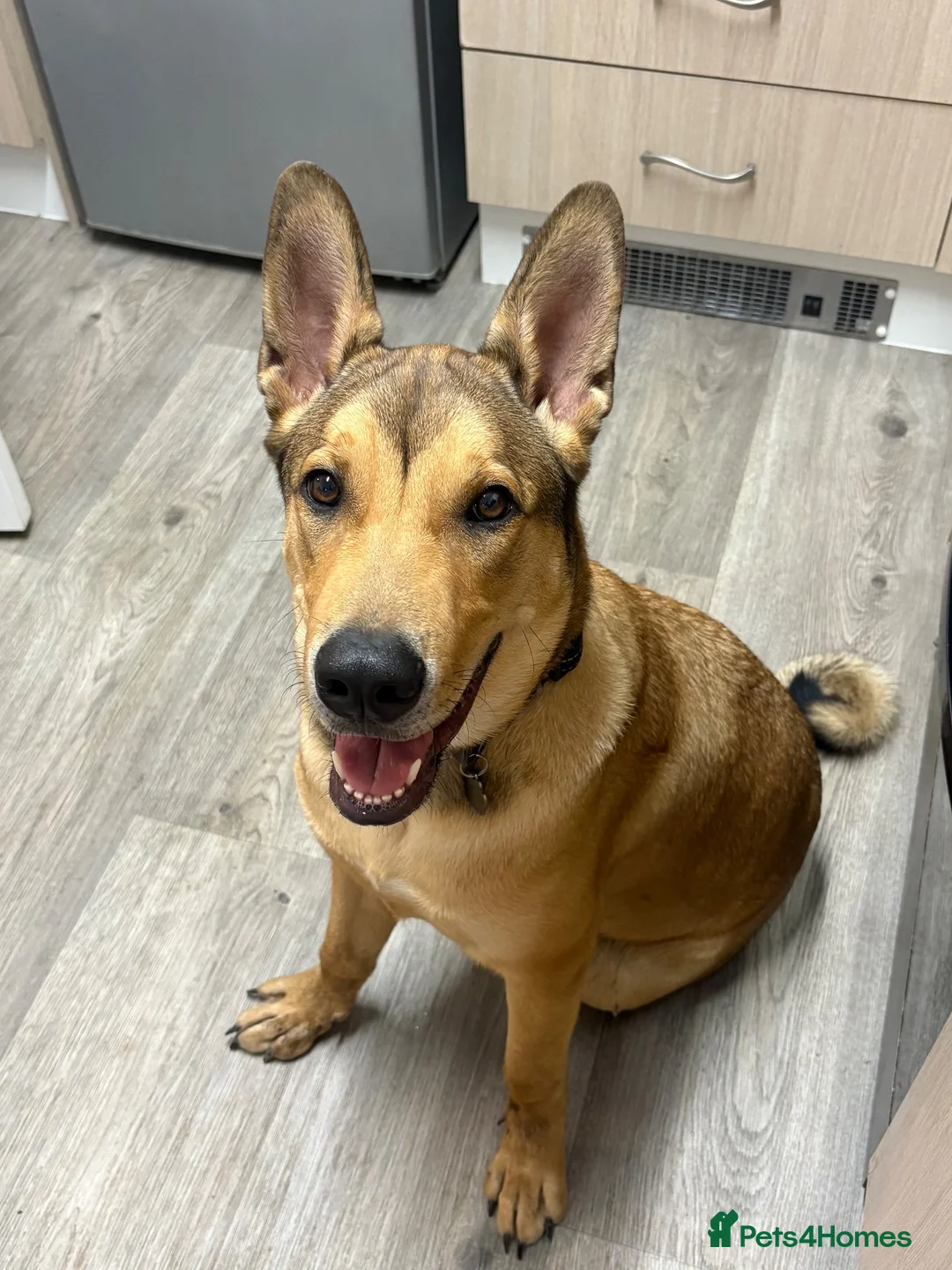 Mixed Breed dogs for sale: 8 month old pup  - Advert 2