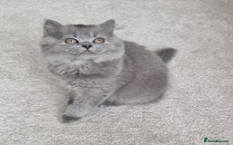 British Longhair cats for sale: READY NOW, ACTIVE OR PET BLH GIRL, GCCF, PEDIGREE - Image 3