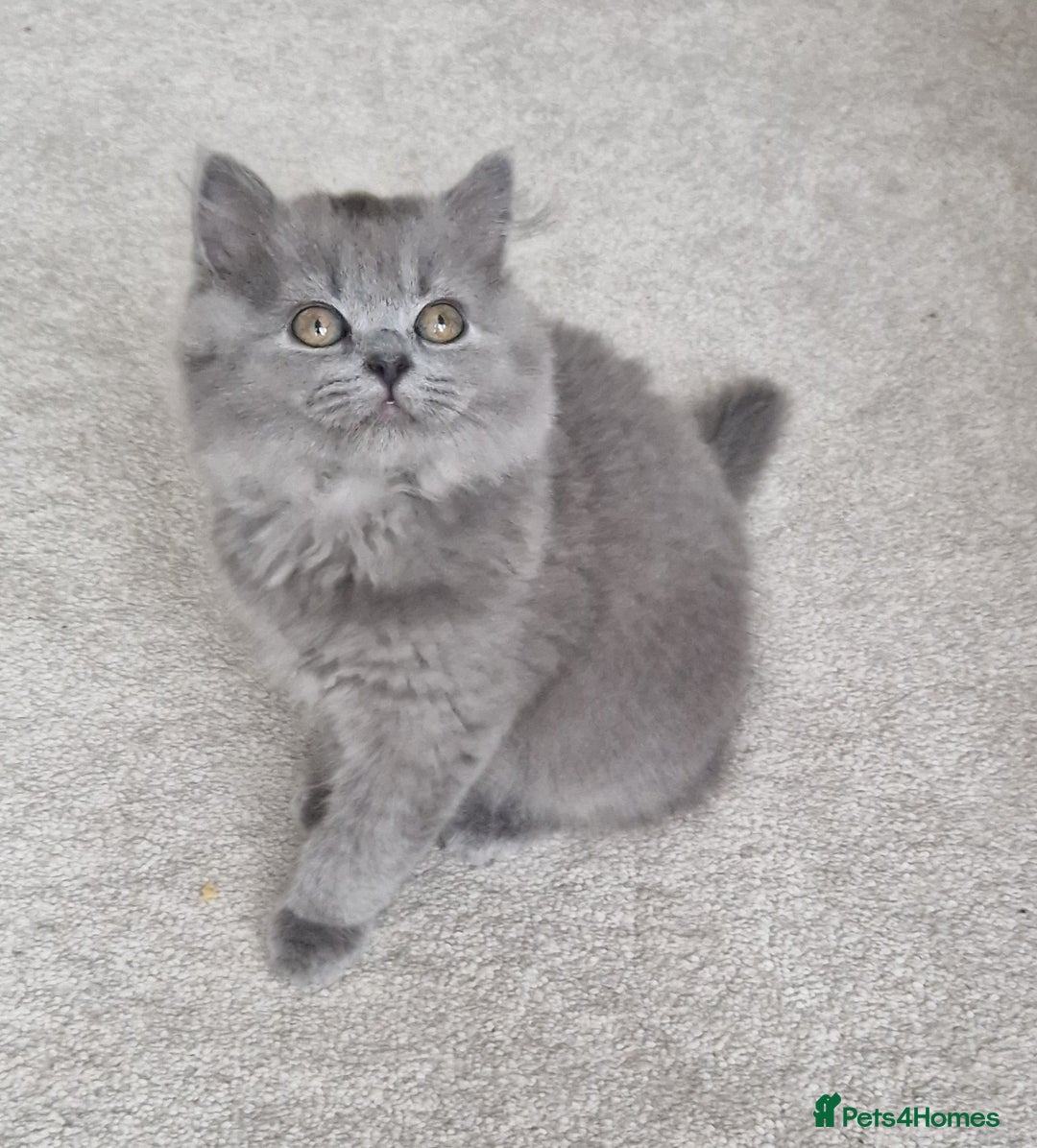 British Longhair cats for sale: READY NOW, ACTIVE OR PET BLH GIRL, GCCF, PEDIGREE - Image 3
