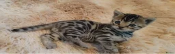 Bengal cats for sale: Beautiful Bengal kittens  - Advert 28