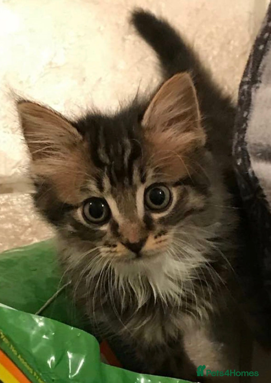 Mixed Breed cats Adorable tabby kittens  - Advert 1