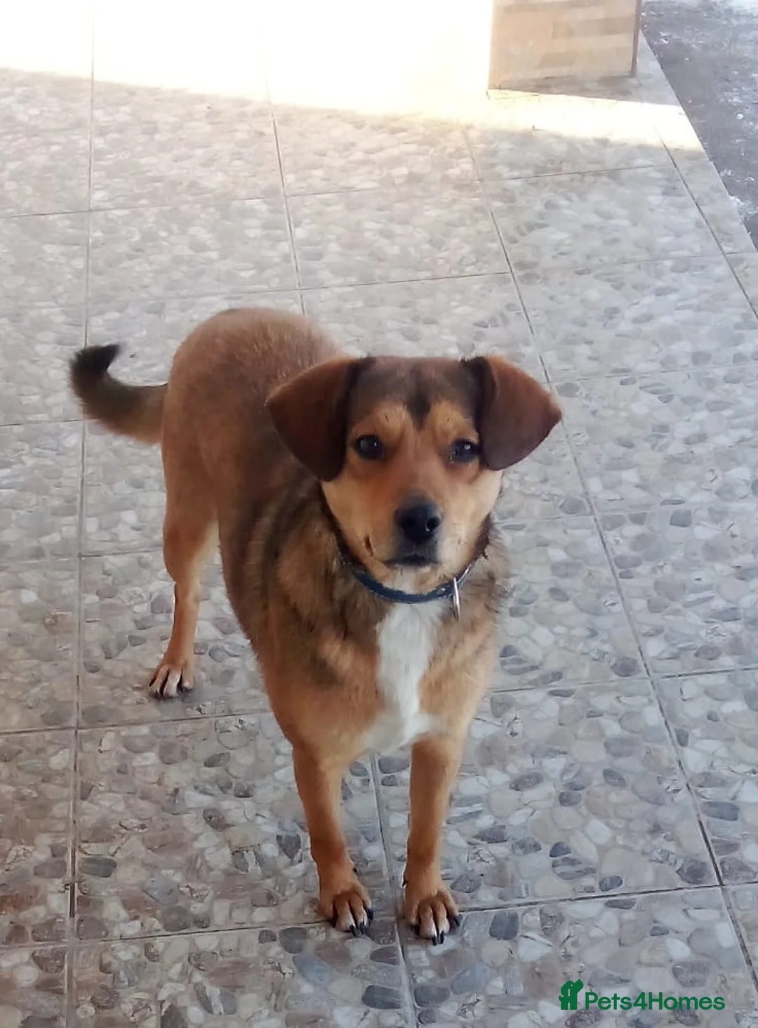 Mixed Breed dogs for adoption: ✨FOUND ON THE STREET, READY FOR HER SECOND CHANCE✨ - Advert 4