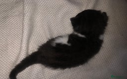 Mixed Breed cats for sale: 5 kittens for sale - Image 9