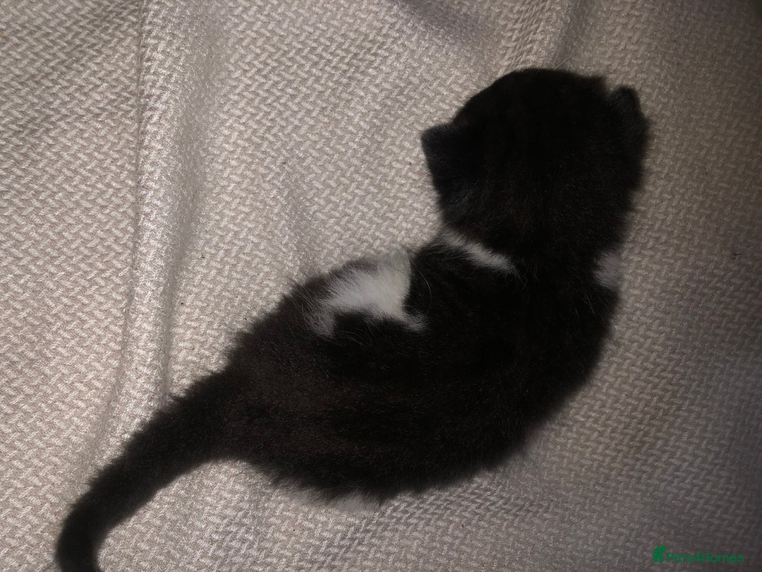 Mixed Breed cats for sale: 5 kittens for sale - Image 9