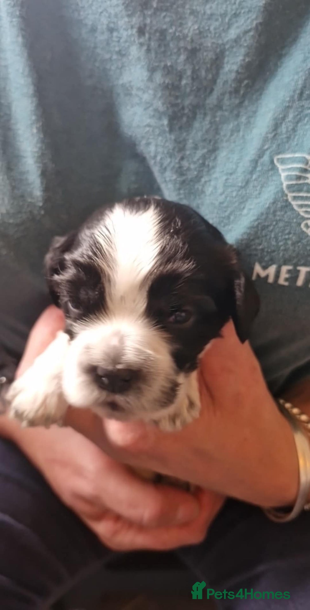 Cockalier dogs for sale: Stunning girls. DNA health tested parents  - Image 5