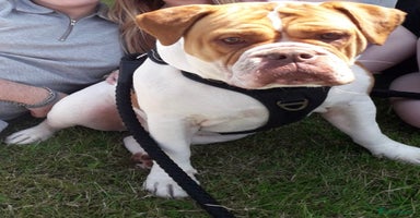 Olde English Bulldogge dogs in Epping - Advert 7