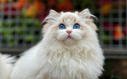 Ragdoll cats for sale: TICA REGISTERED  in Colchester - Image 11