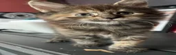Maine Coon cats for sale: 5 Beautiful half Maine coon kittens  in Aldershot - Advert 6