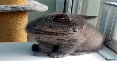 British Shorthair cats - Advert 5