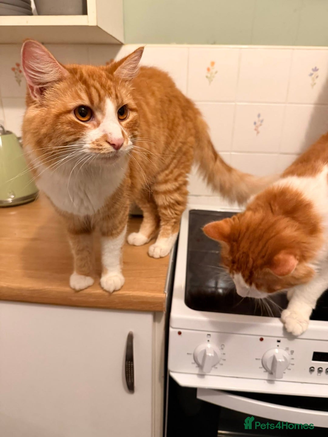 Mixed Breed cats for sale: Long hair ginger and white males  - Advert 9