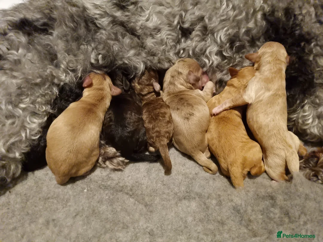 Cockapoo dogs for sale: Cockapoo puppies looking for their forever homes - Advert 3