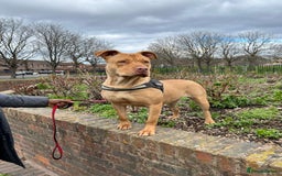 Mastiff dogs for sale: Bully mastiff for rehome - Image 1