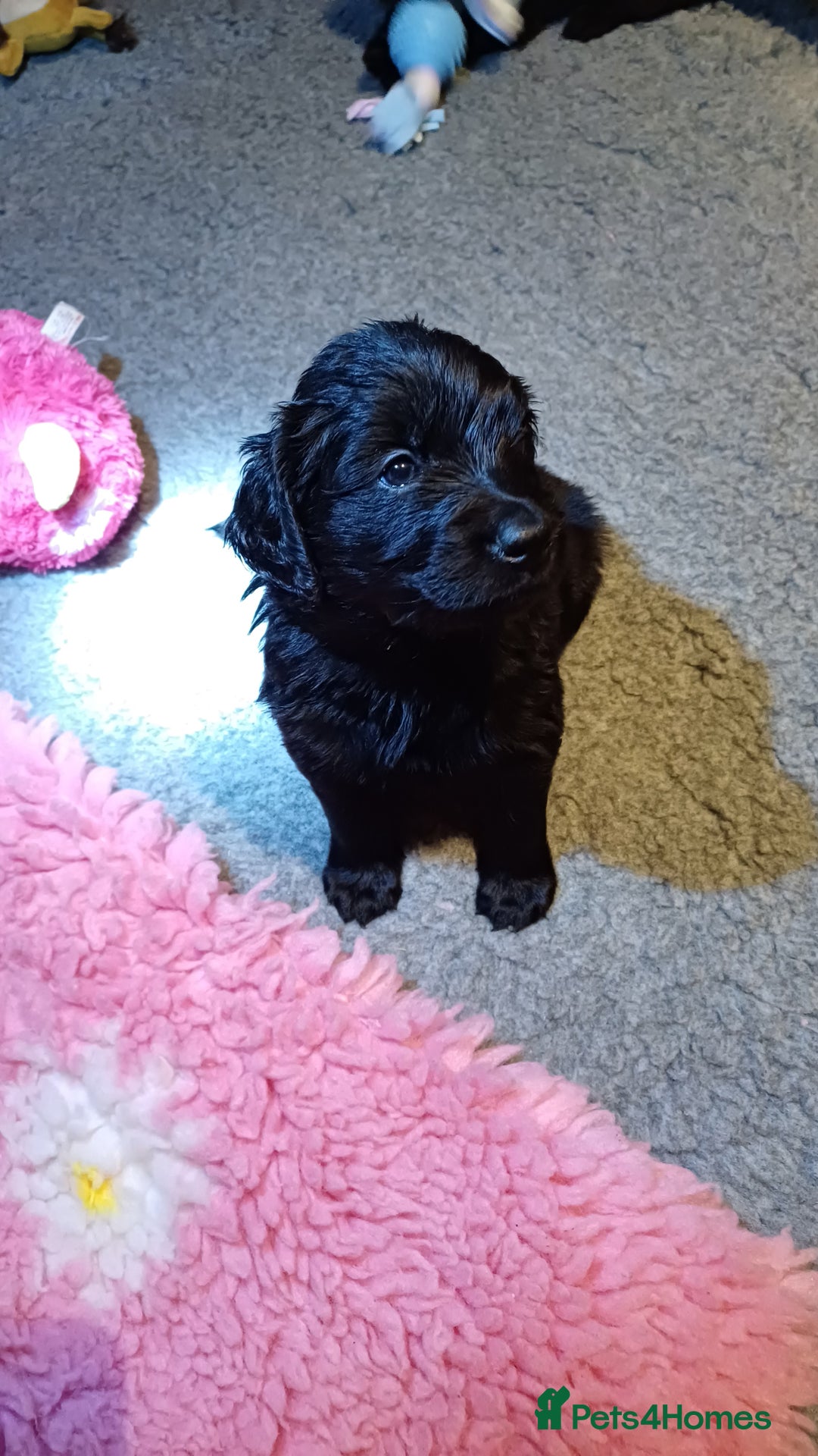 Goldendoodle dogs for sale: Goldendoodles. Family pets - Advert 32