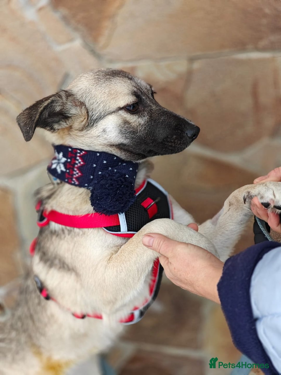 Mixed Breed dogs for adoption: ❤️TILLY -gentle, and affectionate pup❤️ - Advert 10