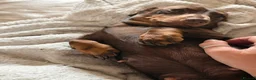 Dachshund dogs for sale: True miniature dachshund boys ready now  - Advert 14