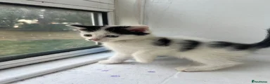 Mixed Breed 4