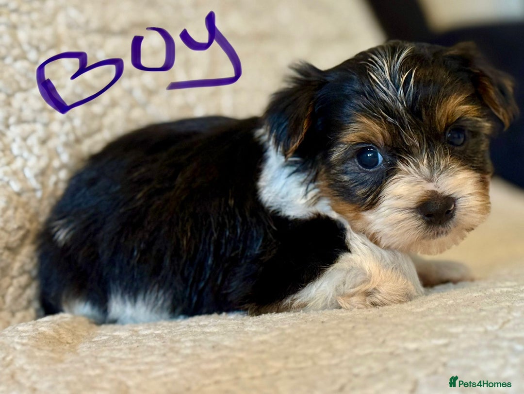 Biewer Terrier dogs for sale: Biewer terrier - Image 4