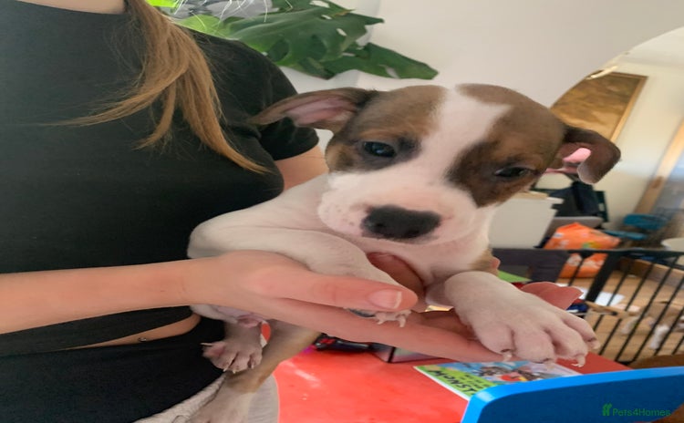 Staffordshire Bull Terrier dogs - Advert 13