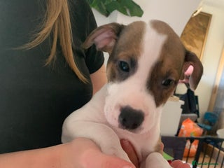 Staffordshire Bull Terrier dogs - Advert 4