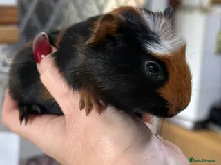Guinea Pig rodents Gorgeous baby Guineapigs - Advert 1