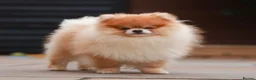 Pomeranian dogs for sale: Pomeranian puppy  - Advert 10