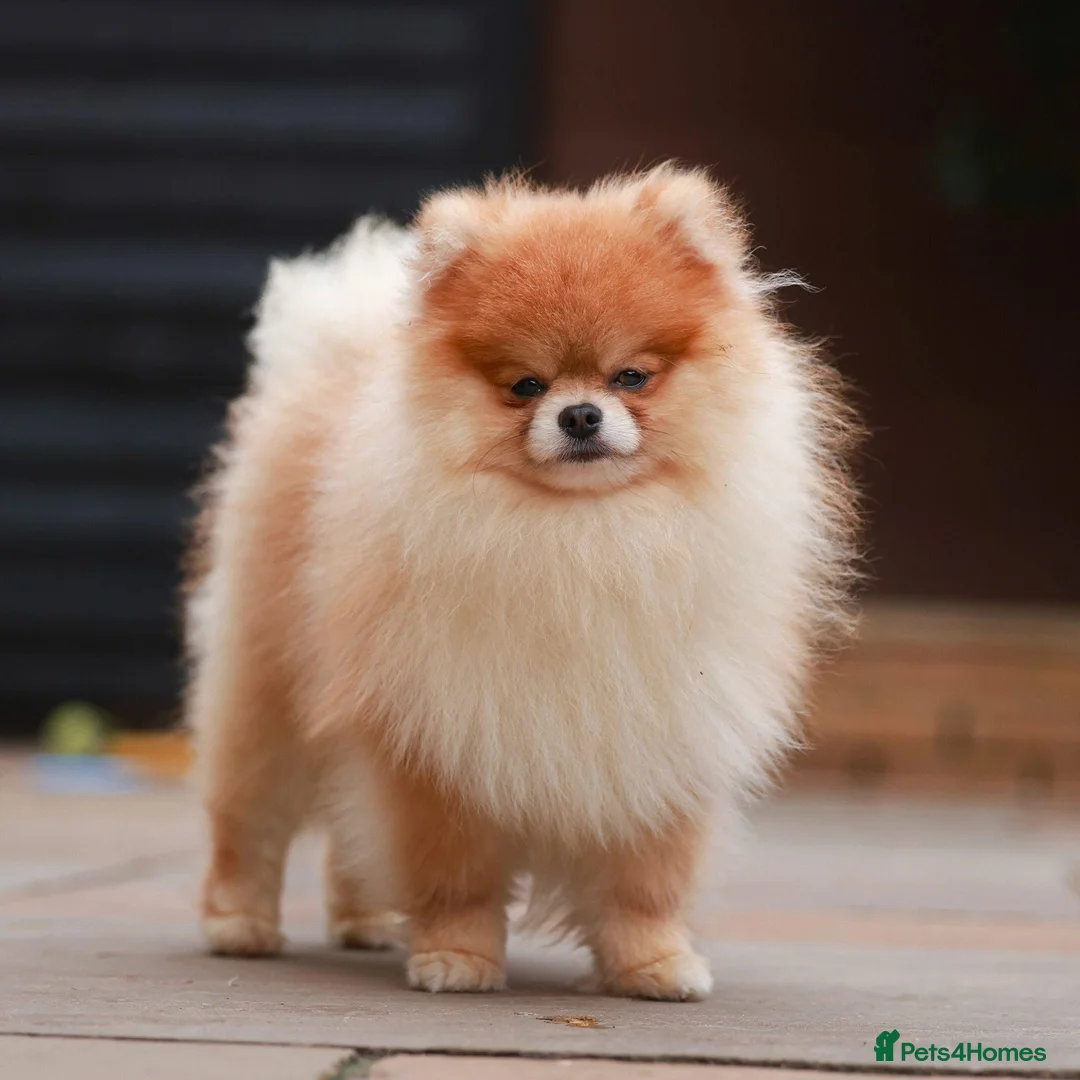 Pomeranian dogs for sale: Pomeranian puppy  - Advert 10
