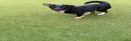 Mixed Breed dogs for adoption: Barker in Ormskirk - Advert 5