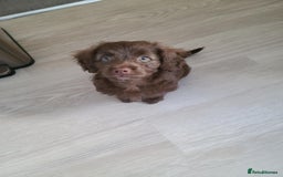 Cockapoo dogs for sale: Brownie cockapoo - Image 2