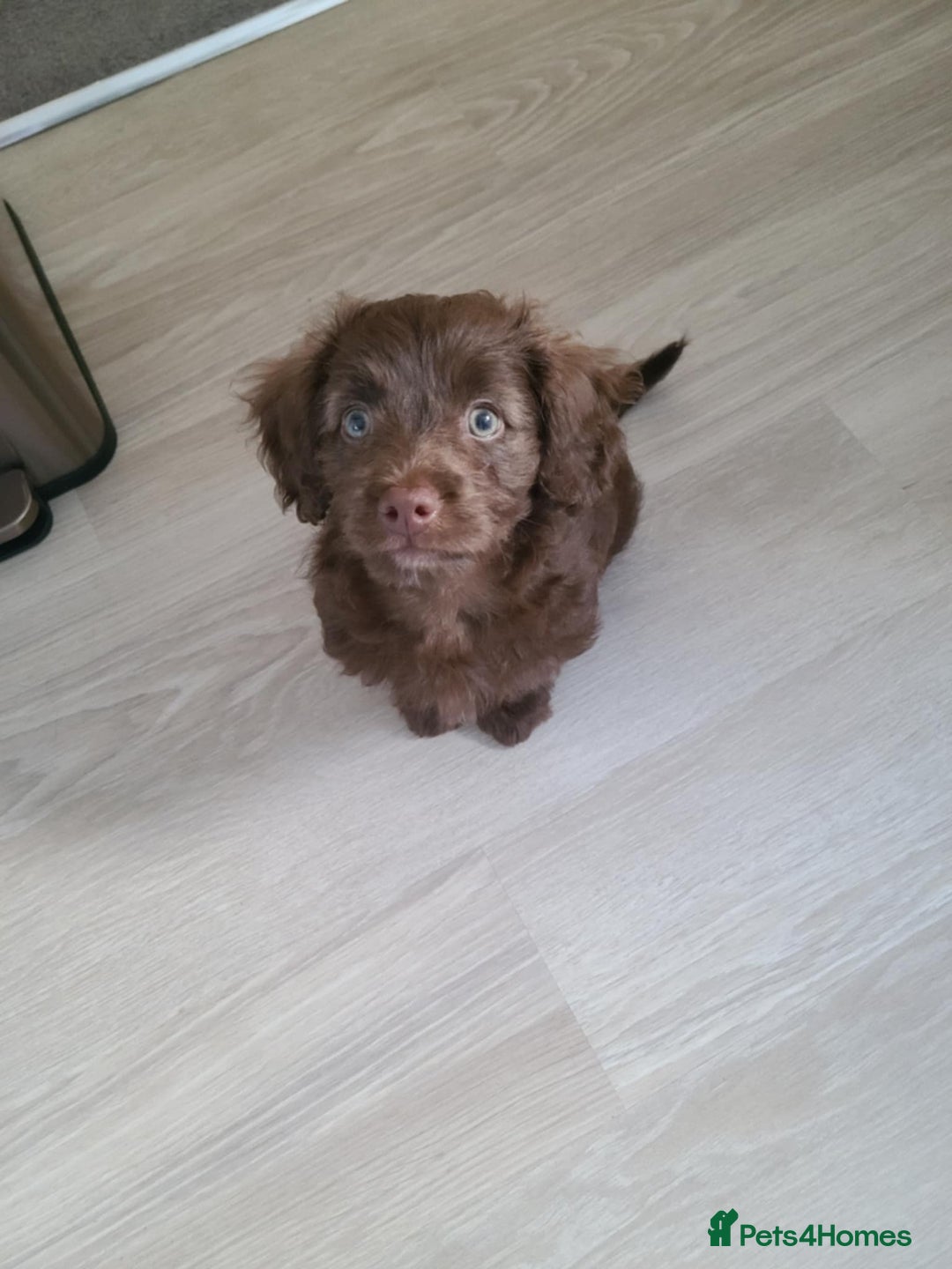 Cockapoo dogs for sale: Brownie cockapoo - Image 2