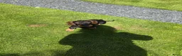 Dachshund dogs for sale: Standard Wirehaired Dachshund Puppy - Advert 17