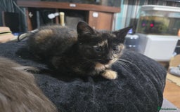Mixed Breed cats for sale: Mixed breed kittens ready now.  - Image 26