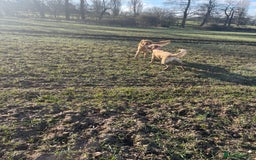Golden Retriever dogs for sale: Absolutely stunning pedigree little boy  - Image 7