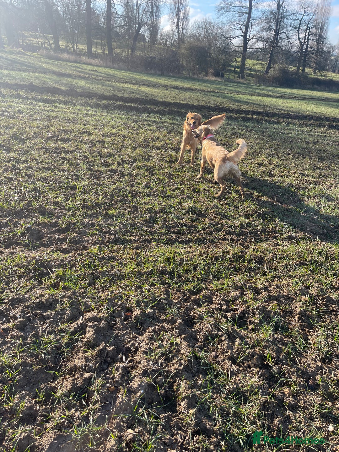 Golden Retriever dogs for sale: Absolutely stunning pedigree little boy  - Image 7