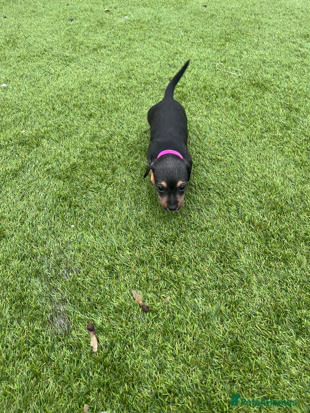 Mixed Breed dogs for sale: 5 beautiful jackshund puppies for sale - Advert 20