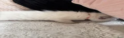 Ragdoll cats for sale: Blue point ragdoll kittens  - Advert 12