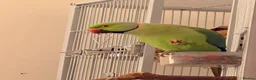 Parakeets birds for sale: Beautiful funny Indian Ringneck loves to sing, fly - Advert 6