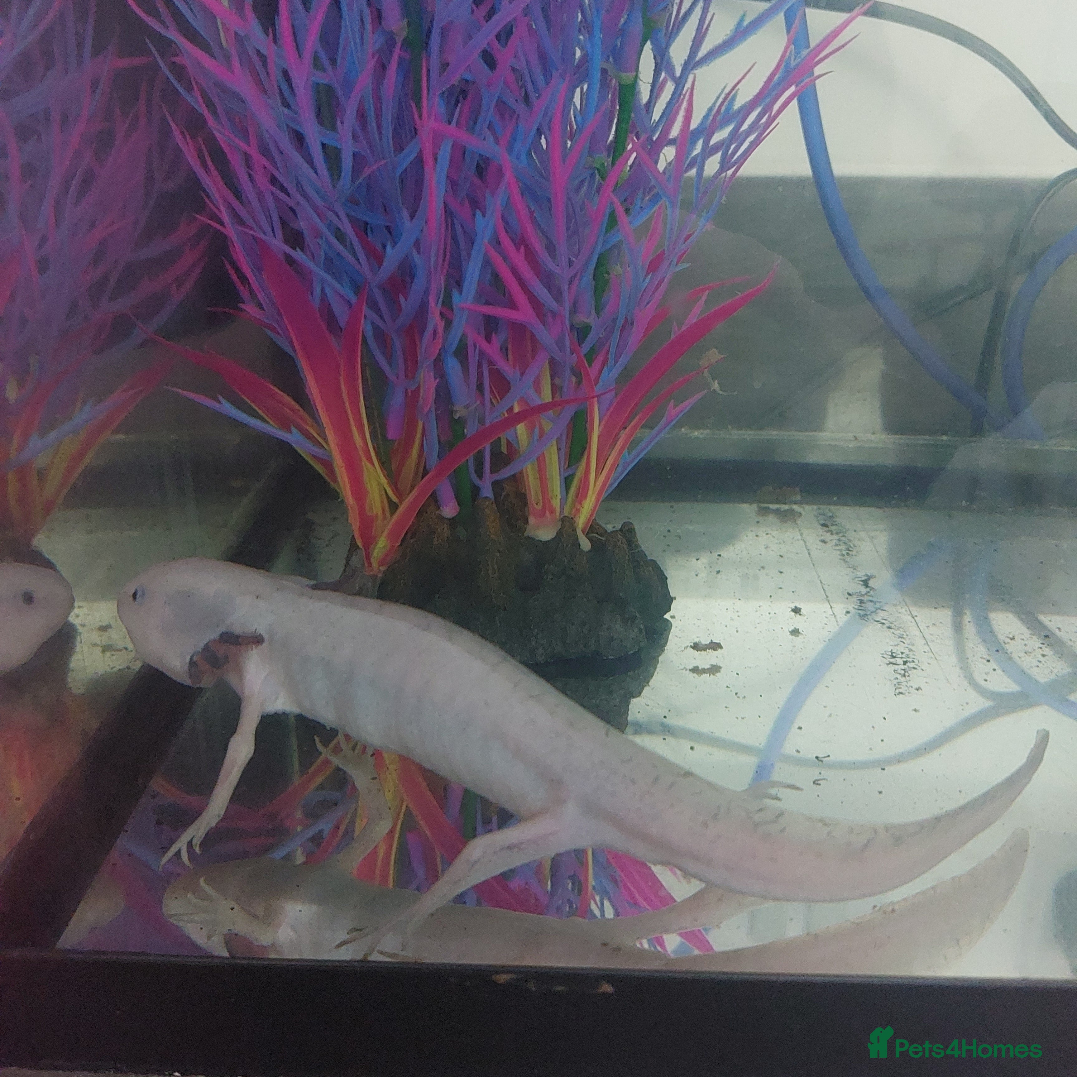 Other/Mixed Breed fish Axolloti - Advert 2