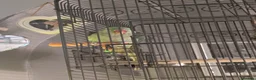 Parakeets birds for sale: Alexandrine parrot  - Advert 10