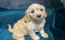 Cavapoo dogs for sale: Health tested Cavapoo puppies  - Image 4