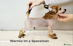 Chinese Crested dogs for sale: 12 weeks old  hl boy 1800, pp boy 970 in Crewe - Image 18