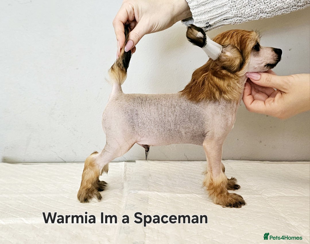 Chinese Crested dogs for sale: 12 weeks old  hl boy 1800, pp boy 970 in Crewe - Image 18