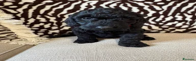 Mixed Breed Puppy 4