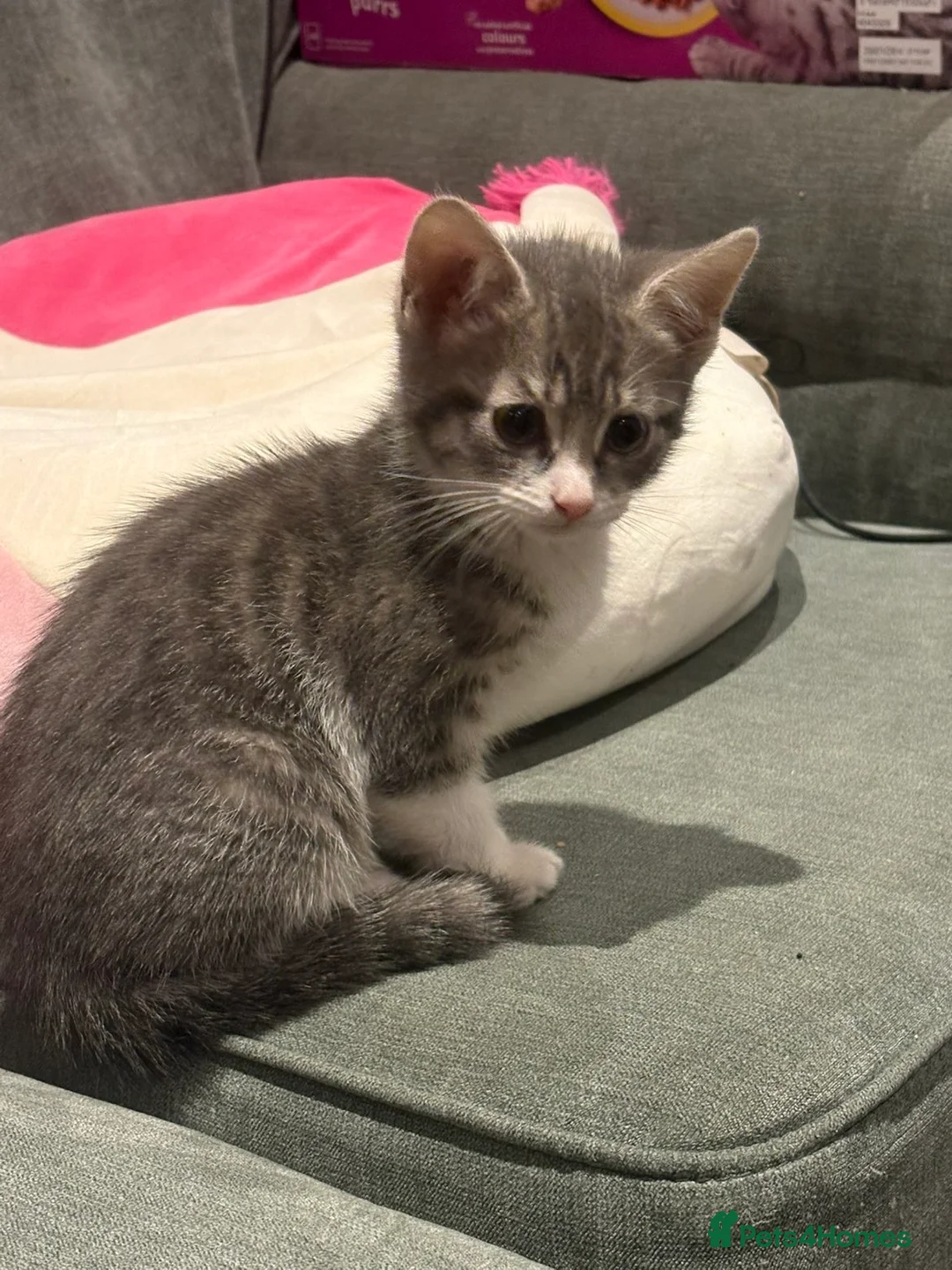 Mixed Breed cats for sale: Gorgeous grey and white tabby kitten    - Advert 2