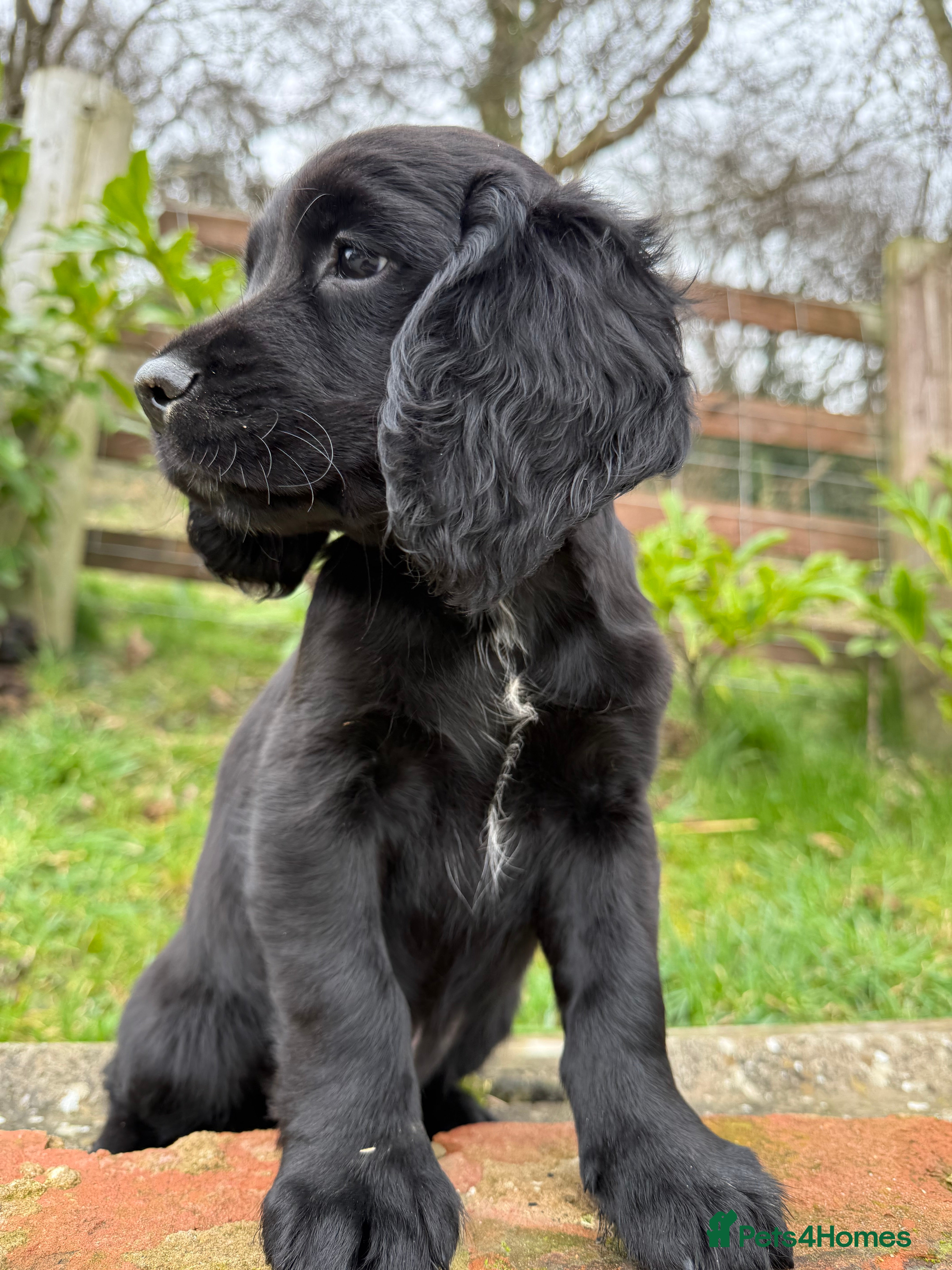 Sprocker dogs Stunning MALE Sprocker puppy Cocker/Springer  - Advert 5