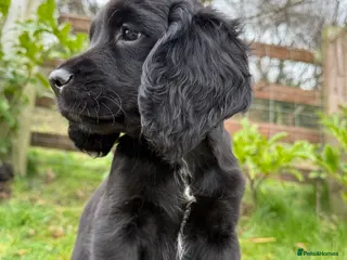 Sprocker dogs Stunning MALE Sprocker puppy Cocker/Springer - Advert 5