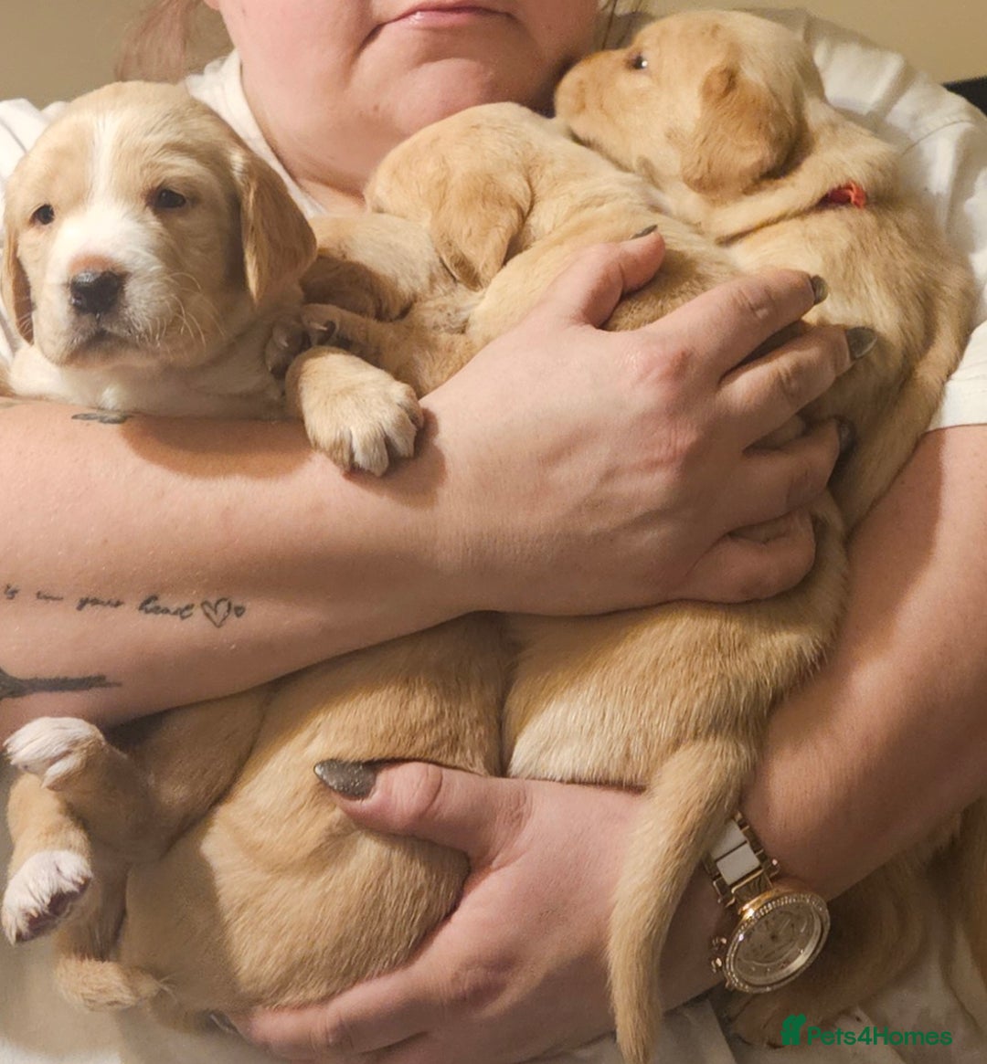 Cockerdor dogs for sale: Beautiful cockador pups - Advert 16