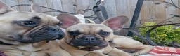 French Bulldog dogs for sale: Male French Bulldog - Advert 8