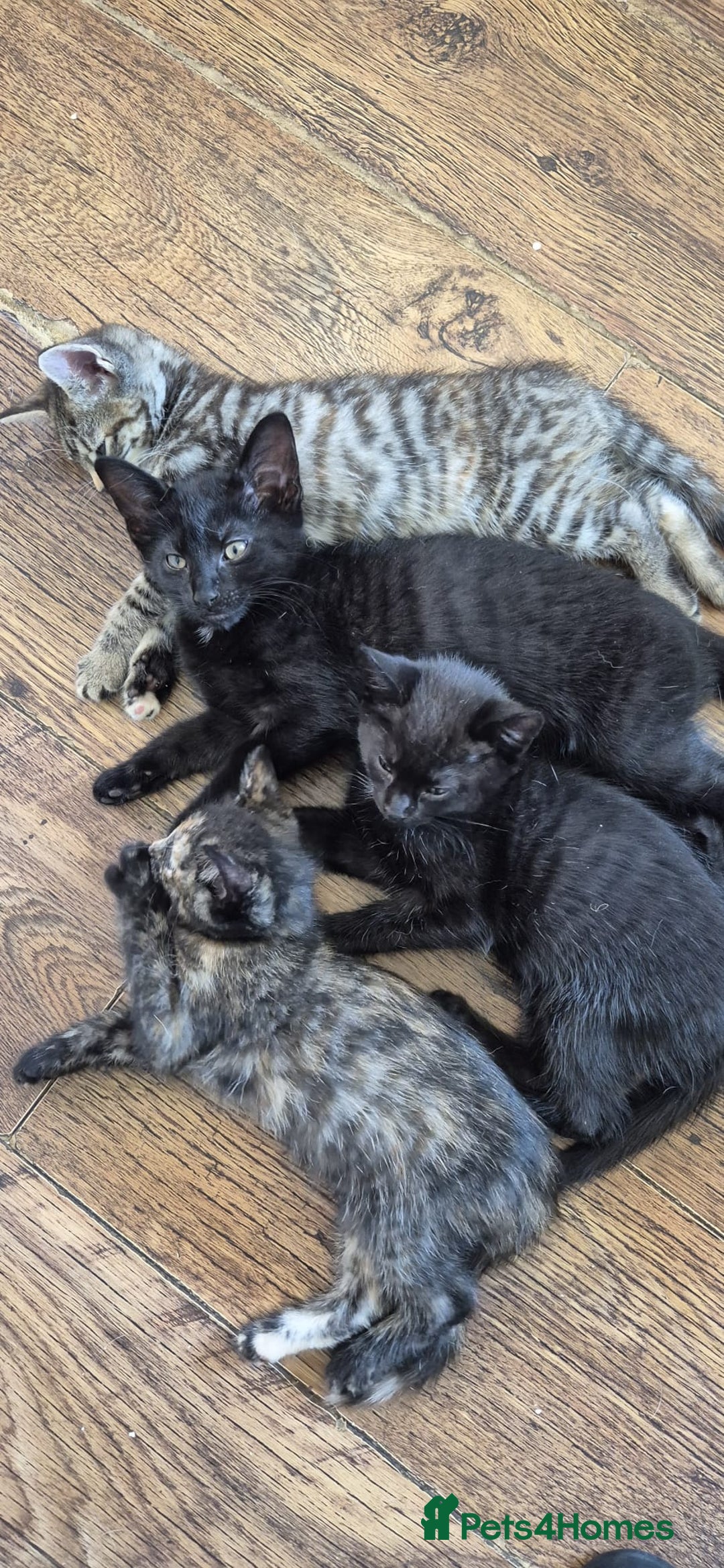 British Shorthair cats for sale: Well socialised kittens  - Image 1